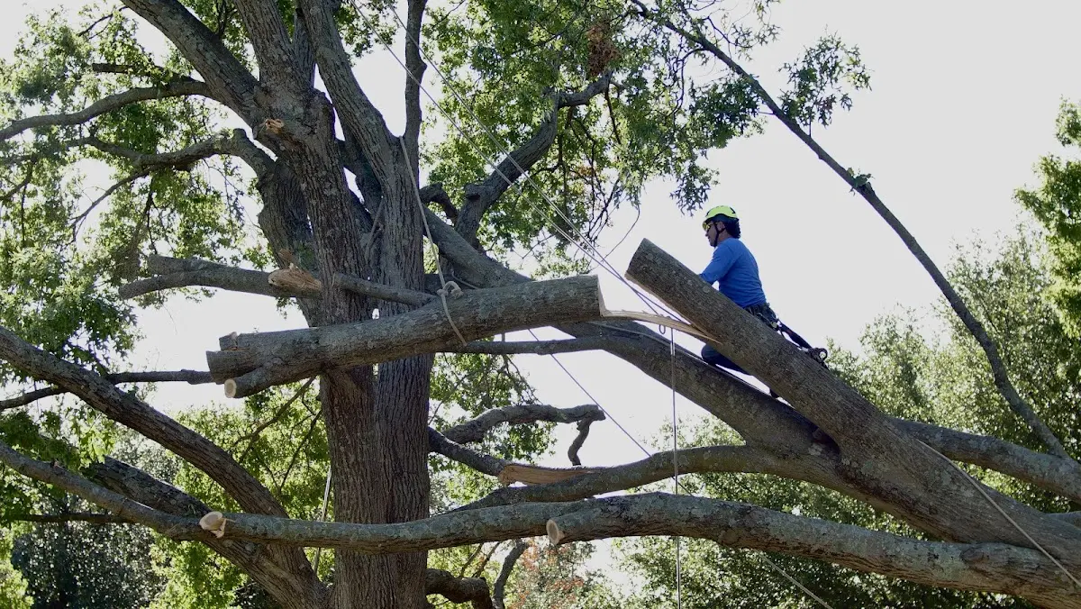 Professional Hazardous Tree Removal performed by certified arborists in Monetta